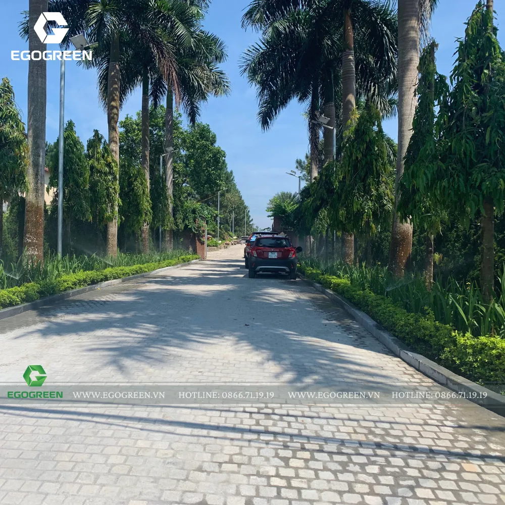 Hàng cây cao xanh rợp bóng mát như vẫy gọi chúng ta trở về nhà sau một ngày dài mỏi mệt.